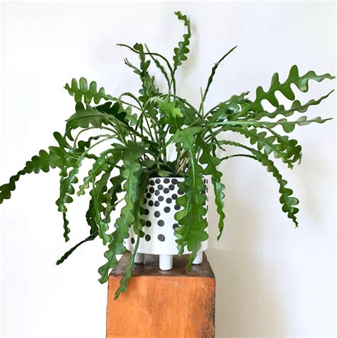 Fishbone cactus Care Guide – HOUSE PLANT HOUSE
