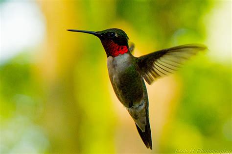 Ipernity Black Hummingbird By Lech H Photography