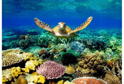 Gran Barrera De Coral 7 Razones Para Visitar Esta Maravilla