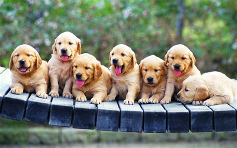 Puppy Wallpaper ·① Download Free Cool Backgrounds For Desktop Mobile