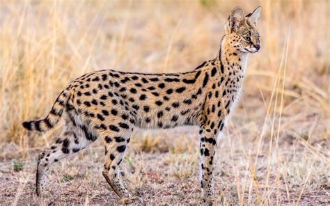 Ever since i first saw this breed on cats 101 on animal planet, i have wanted one. Wildlife-serval-cat_2560x1600_wallpaper.jpg (2560×1600)（画像 ...