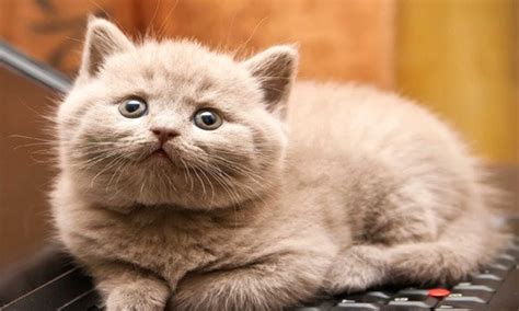 Unique Female Cat Names | cute animal names