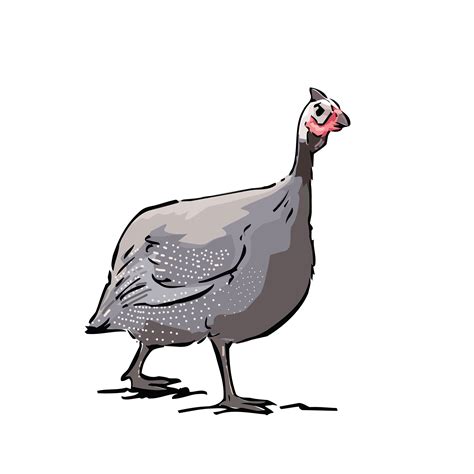 Free Clipart Of A Guinea Fowl Bird