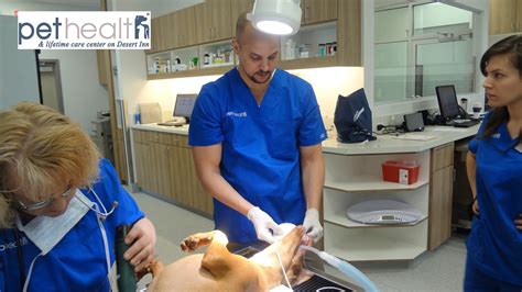 Keeping teeth clean and gums healthy is the best way to ensure your pet keeps those teeth forever. What Happens During A Veterinary Dental Cleaning? - Pet ...