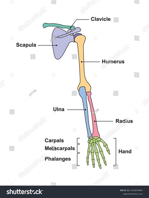 Human Arm Bone Anatomy Filehuman Arm Bones Diagram Sv