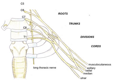 Thoracic Outlet Syndrome Wfsa Resources