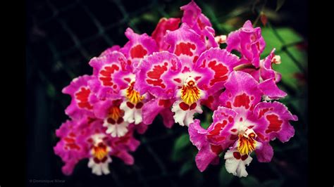 Top 10 Beautiful Orchid Flowers Youtube