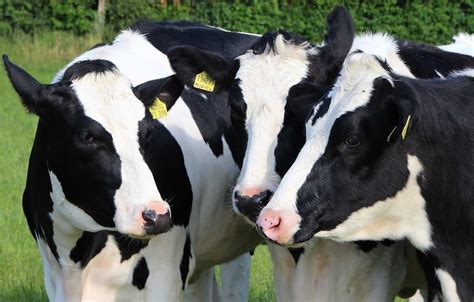 Dairy Farming In Australia Australian Cow Breeds Agri Farming
