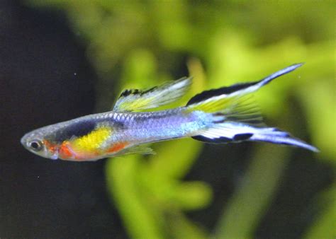 Also, endlers are an especially peaceful fish so get along extremely well with other peaceful fish in a community set up. Guppy-End | Guppy, Guppy fish, Fish plants