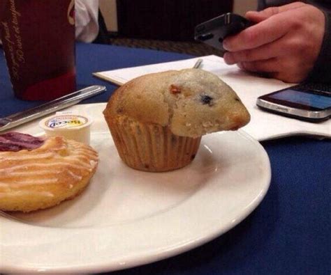 This Muffin Hamster Hybrid That Laughs In The Face Of God 31 Photos