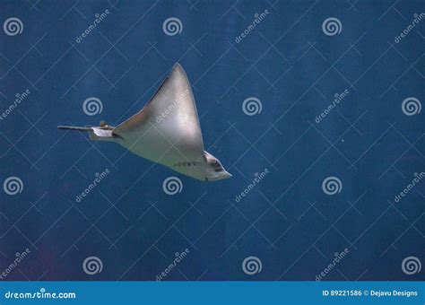 Amazing Stingray Underwater In The Deep Blue Sea Stock Photo Image Of