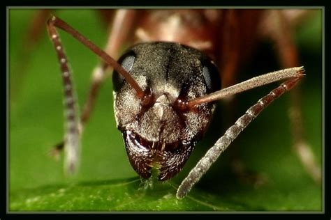 Ant Portrait Rainer Flickr