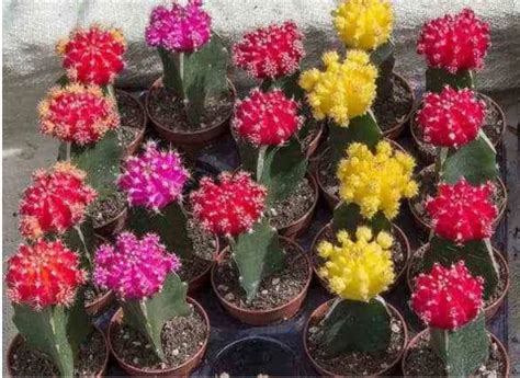 Para cuidar un cactus y suculento, es mejor tratar de recrear su hábitat natural. 【11 Tipos de cactus que también puedes cultivar en casa ...