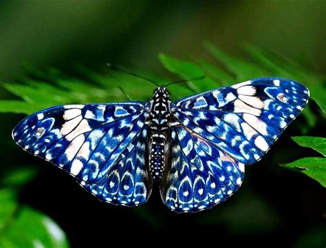 Stunning Blue Butterflies From Around The World Australian Butterfly