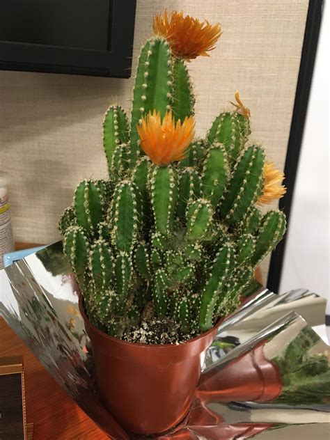 What Type Of Cactus Is This What Type Of Care Does It Require