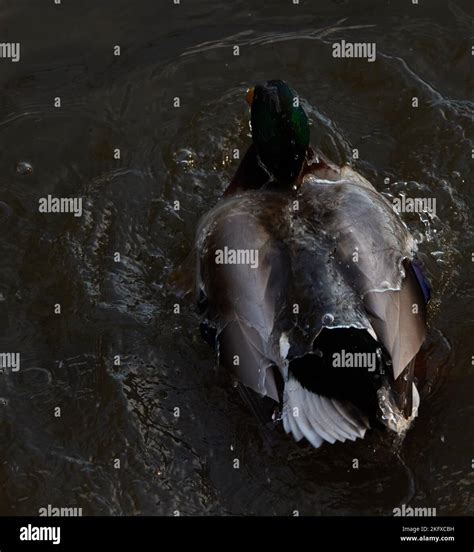 Water Off A Duck S Back Stock Photo Alamy