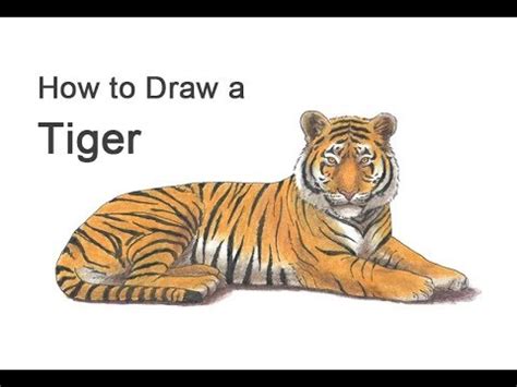 It is simply hand made sketched. How to Draw a Tiger (Color) - YouTube