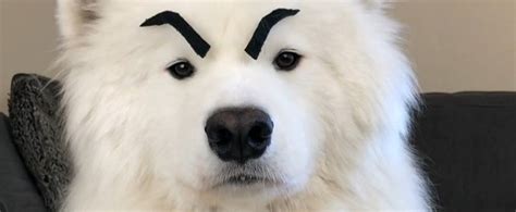 Why Do Dogs Have Eyebrows