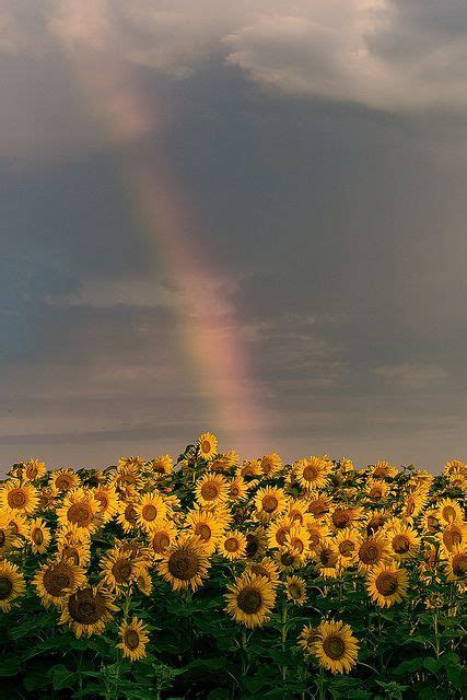 Maybe you would like to learn more about one of these? after the rain comes a rainbow | Sunflower wallpaper ...