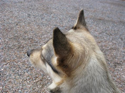 Swedish Vallhund Listening By Piikkisika On Deviantart
