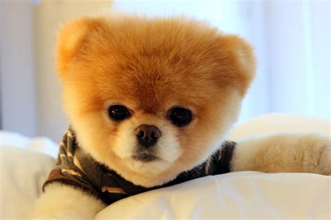 Boo The Worlds Cutest Dog Wallpapers Wallpaper Cave