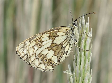 Butterfly Marbled White Melanargia Galathea Female Wildlife Insight