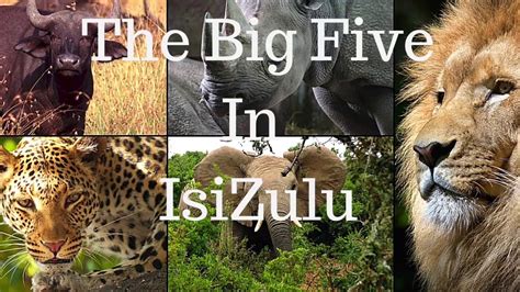 Isizulu Names Of The African Big 5 Animals In Isizulu By Motale