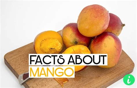 Mango Facts 10 Fun Facts About Mangoes Infohifi