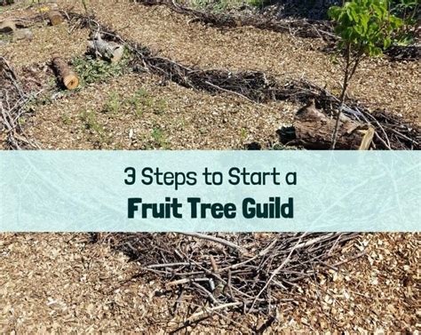 permaculture fruit tree guilds fruit trees