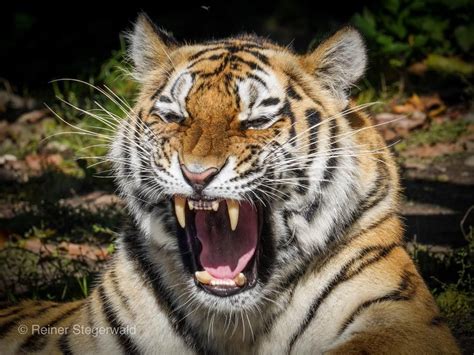 A Tiger With Its Mouth Open And It S Teeth Wide Open Showing Fangs