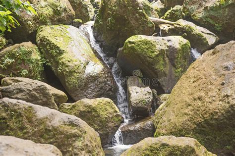 Mountain Stream Among The Mossy Stones Stock Image Image Of Nature