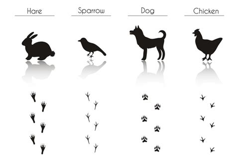 Animals With Footprint Silhouette Vector Material 02 Welovesolo