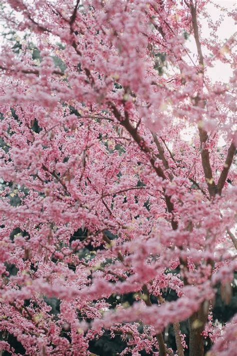 Free Stock Photo Of Cherry Blossoms Nature Sakura