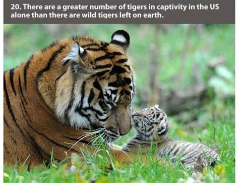 22 Interesting Facts About Tigers 22 Photos Klykercom