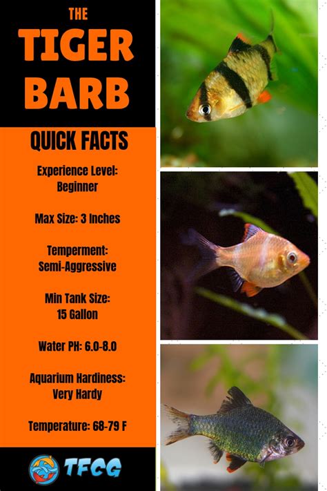 Ultimate Guide To Tiger Barb Fish Care Feeding Breeding And Tankmates