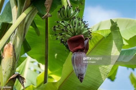 Cluster Of Bananas With Flower Hanging On Tree Hsipaw Myanmar High Res