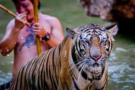 Thailands Tiger Temple Photos Abc News