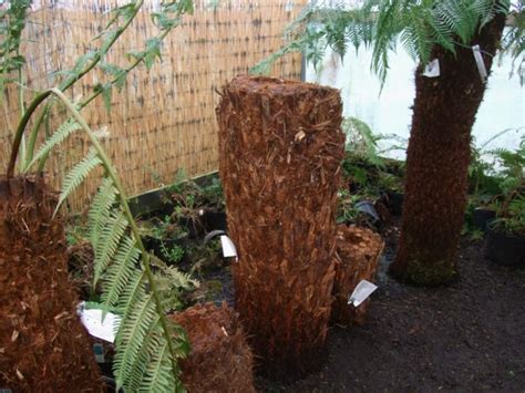 The cost of a lung transplant is quite high and can cost about $400,000 for a single lung transplant you can receive help from anyone to come up with the funds to be put on the lung transplant list. Alternative Eden Exotic Garden: A Weekend in Devon