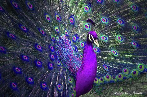 Preening Purple Peacock Photograph by Jeanne Gray Amato - Fine Art America