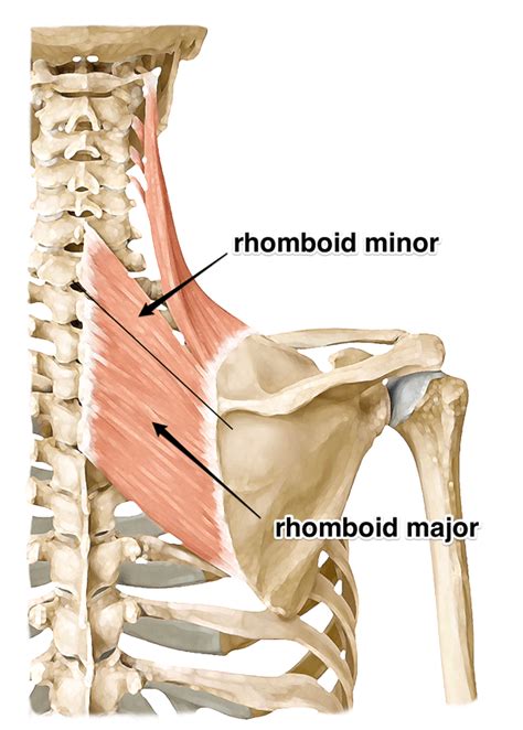 Rhomboid Major And Minor Muscles Location Actions And Trigger Points