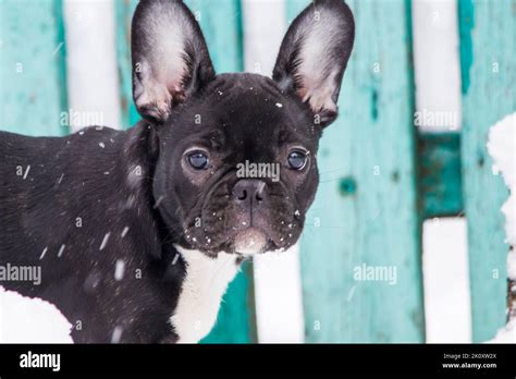Funny Dog French Bulldog Puppy Close Up In The Snow With Falling