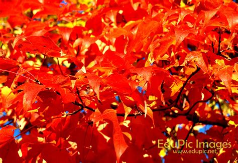 Free Download Fall Colors Desktop Wallpapers Pictures 1515x1040 For