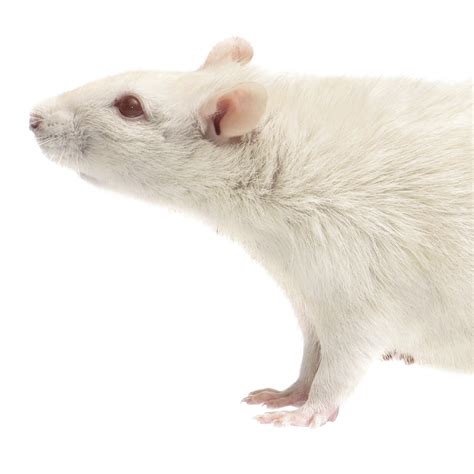 Rat Png Transparent Images Pictures Photos Png Arts