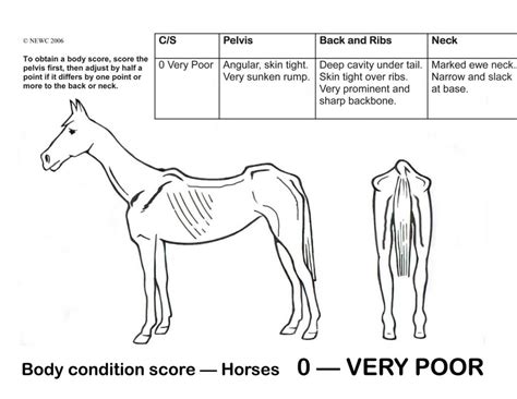 Equine Body Condition Score Chart Horseplayie