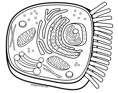 Notably, protozoans locomote, but it is only via nonmuscular means, in effect, using cilia, flagella, and pseudopodia. Animal Cell Coloring Page - Coloring Home