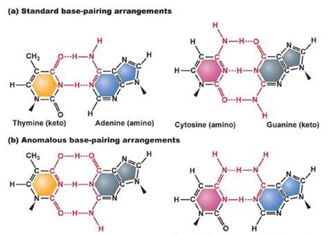 A Standard Base Pairing Arrangements Of The Canonical Nucleotide Download Scientific Diagram