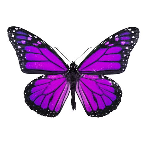 Purple Butterfly Cliparts Free Download On Clipartmag