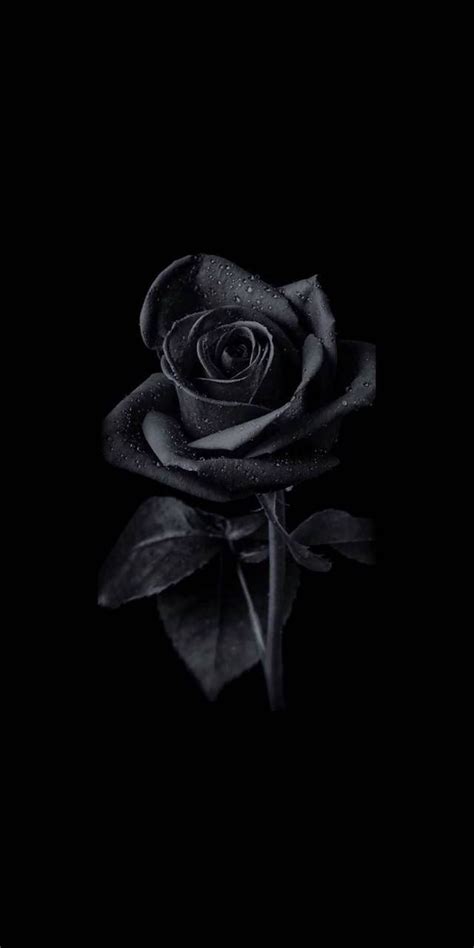 Pin on Rose wallpaper