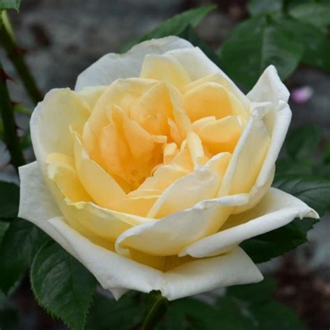 Sophie, countess of wessex, told members of the public that the queen has been amazing, after visiting her majesty at windsor castle. Countess of Wessex | Rose | 1600+ Rosen online kaufen
