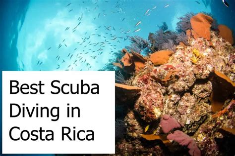 Guide To Find The Best Scuba Diving Locations In Costa Rica